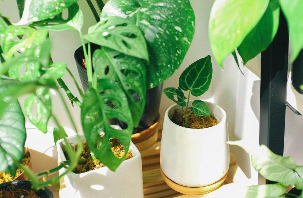 Mulai Berkebun di Rumah Tanpa Lahan Luas